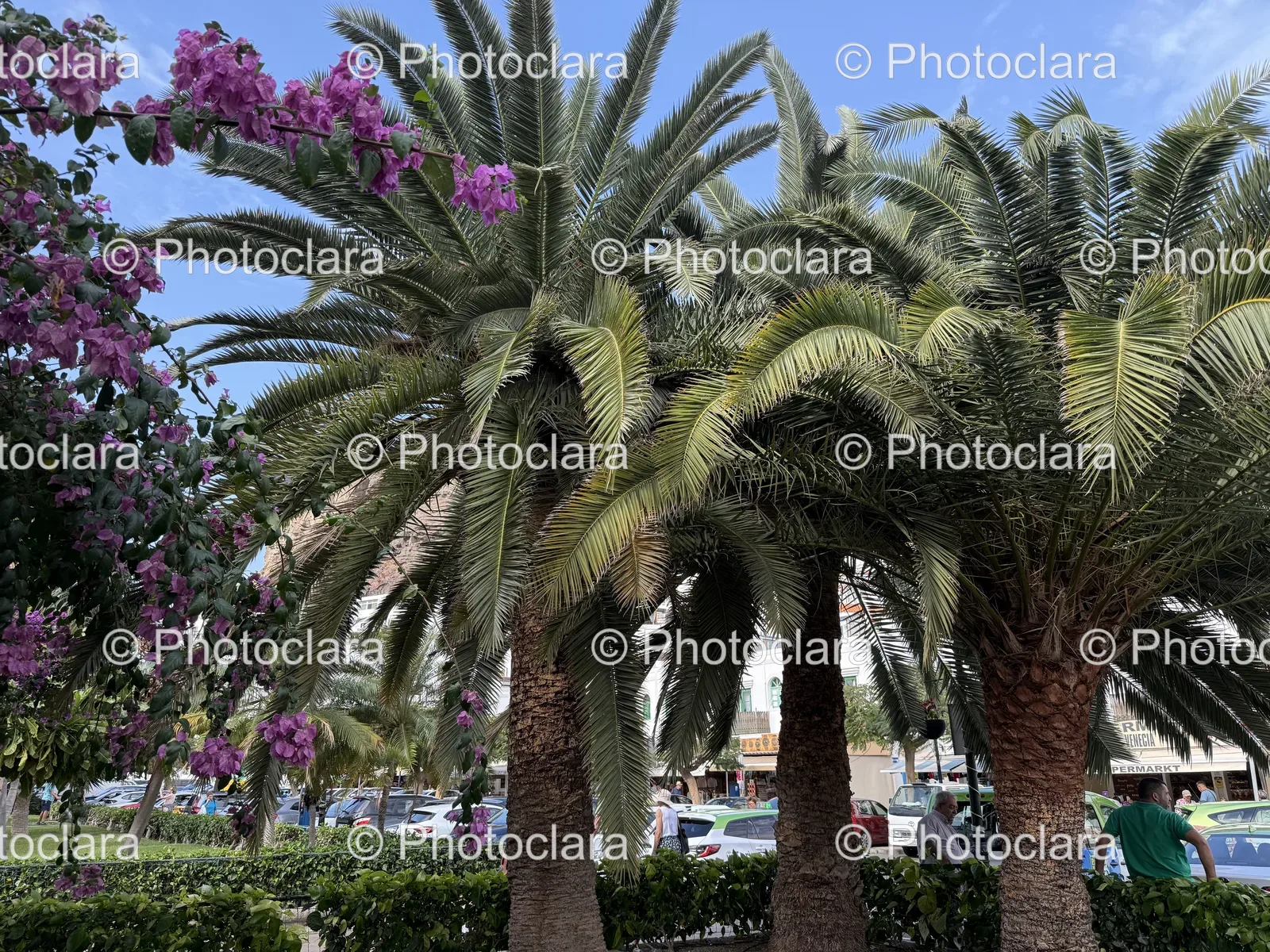 palm-trees-with-purple-blooms.jpg