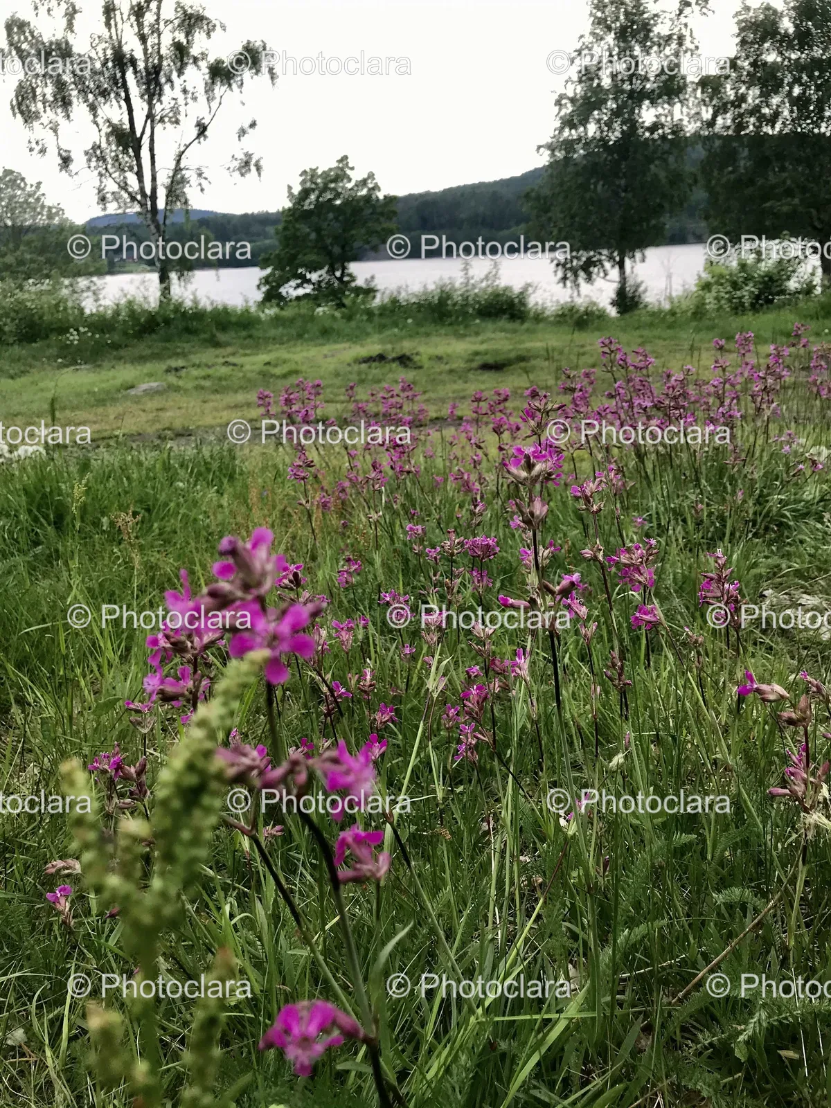 Blossoming-Purple-Flower-Meadow.jpg