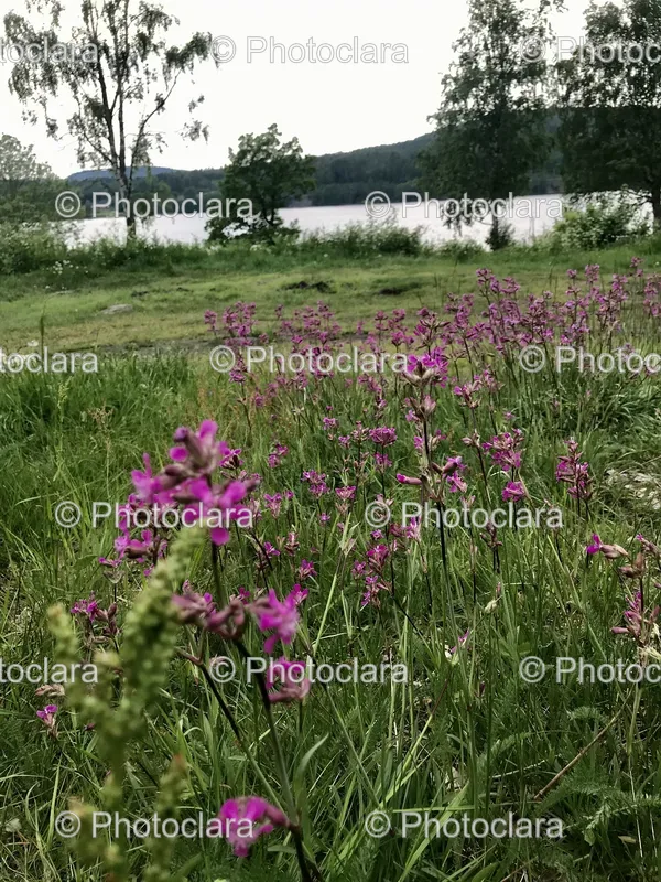 Flowering Meadows