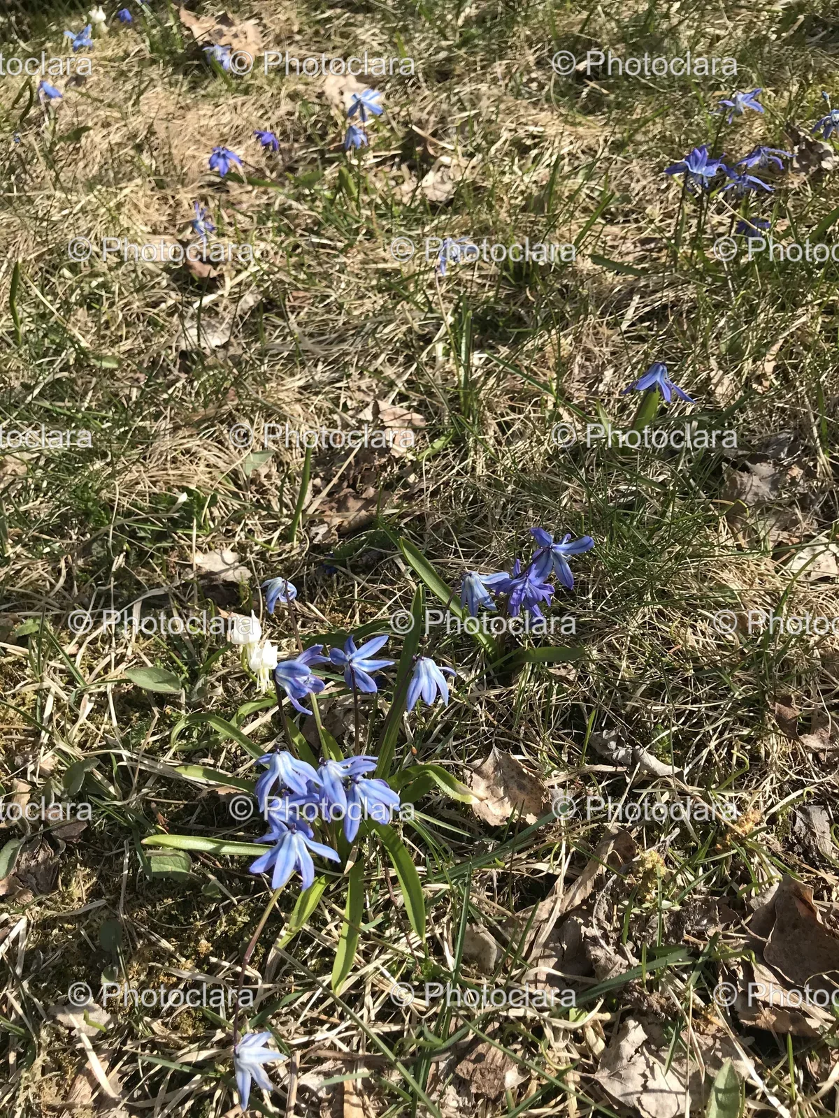 blue-flowers-in-grass.jpg