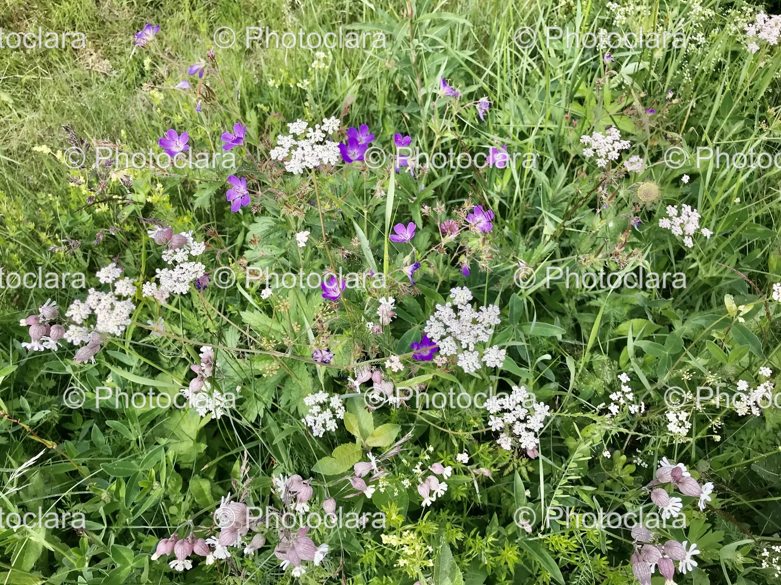 colorful-field-of-flowers.jpg