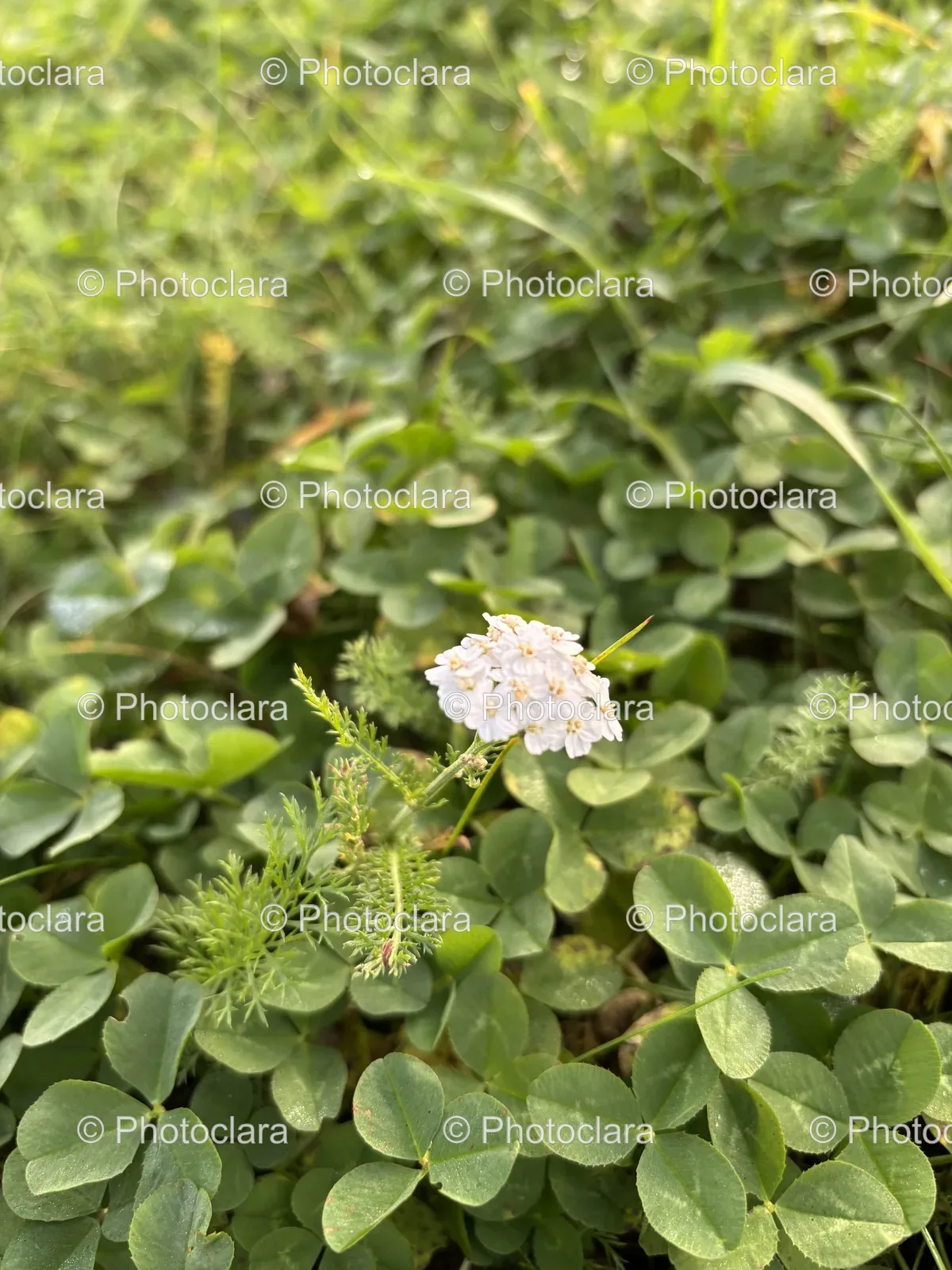 Elegant-White-Flower-in-Natural-Habitat.jpg