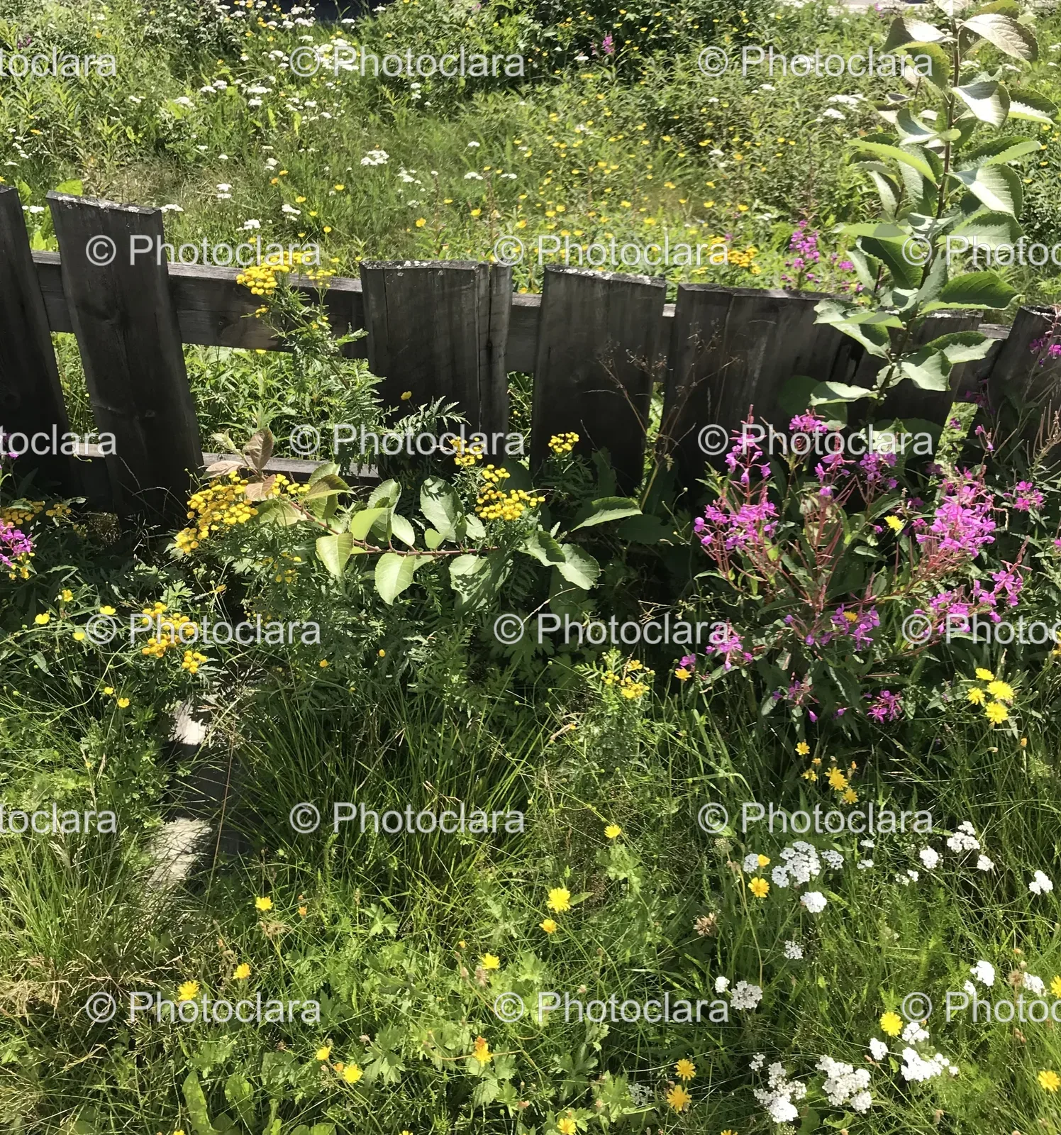 Fence-and-Flowers-in-a-Field.jpg