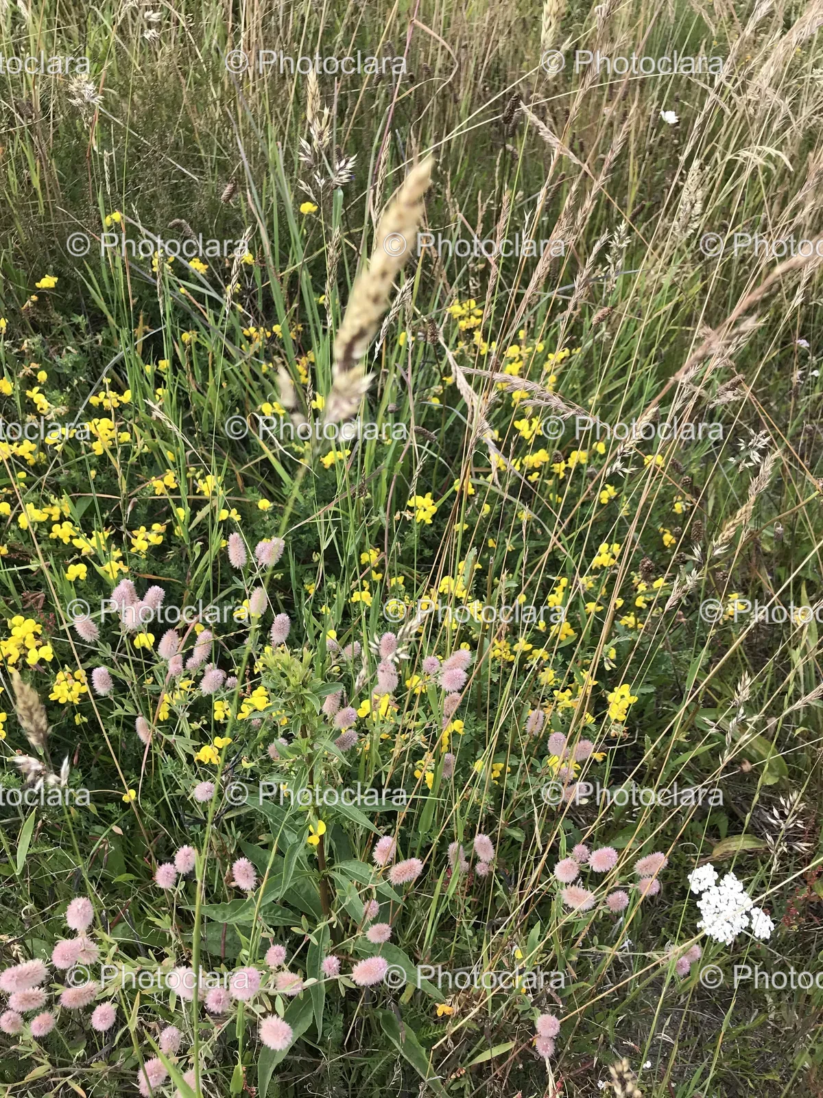 field-of-flowers-and-grass.jpg