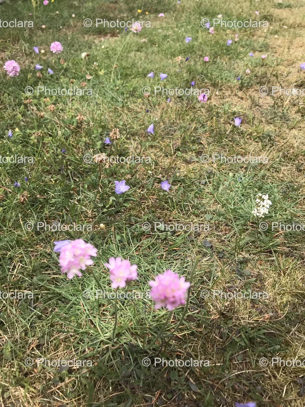 Field-of-Flowers-in-Bloom.jpg
