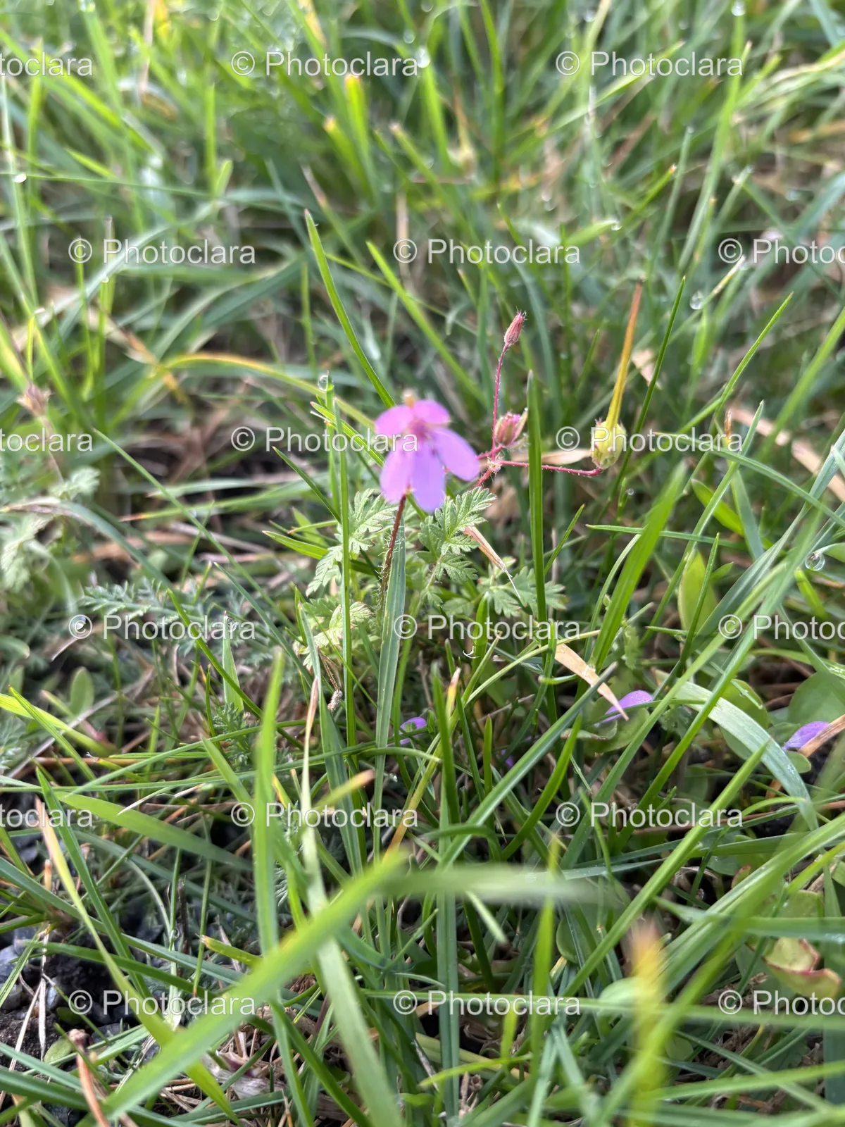 Purple-Flower-in-Green-Grass.jpg