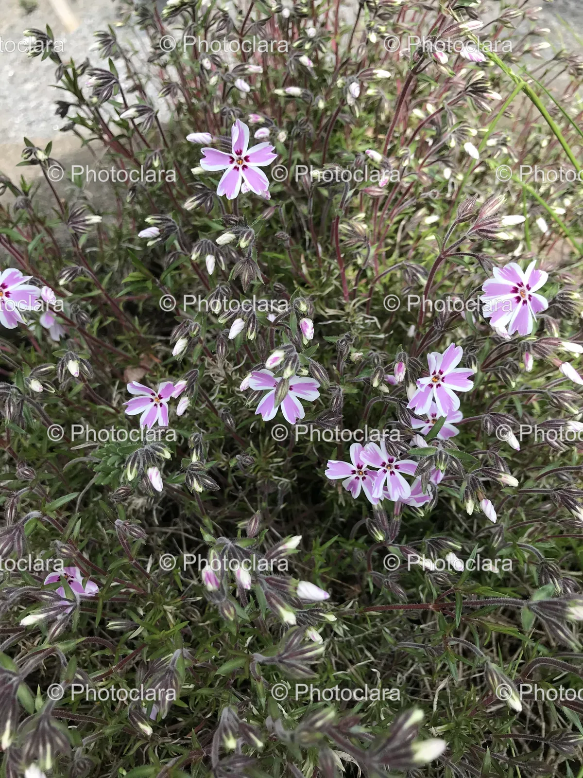 purple-flowers-in-bloom.jpg