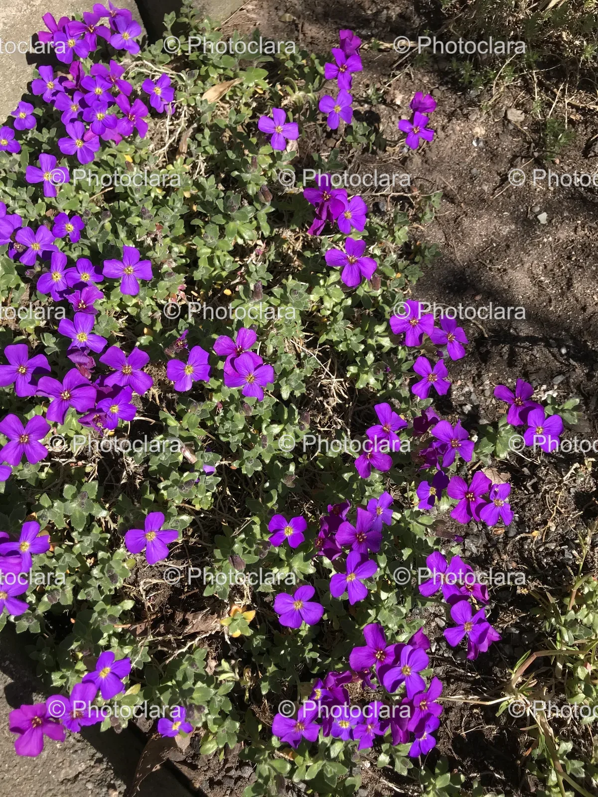 vibrant-purple-flowers-in-bloom.jpg