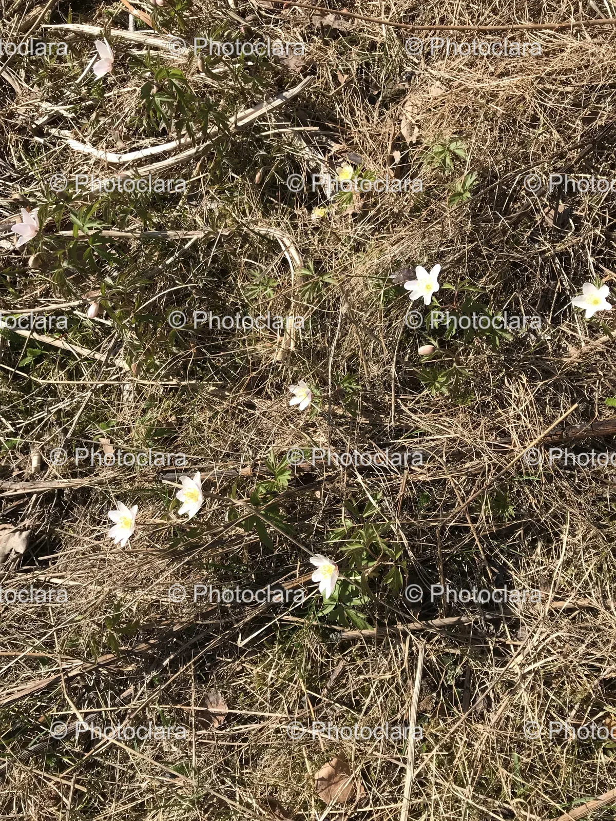 white-flowers-in-grassy-field.jpg