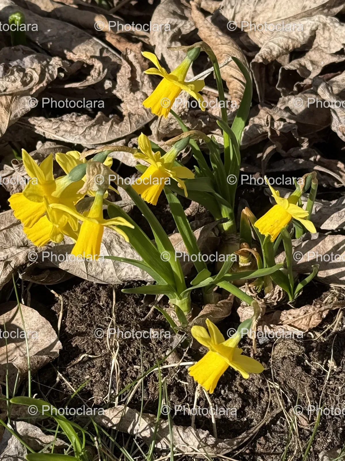 yellow-blossoms-in-the-dirt.jpg