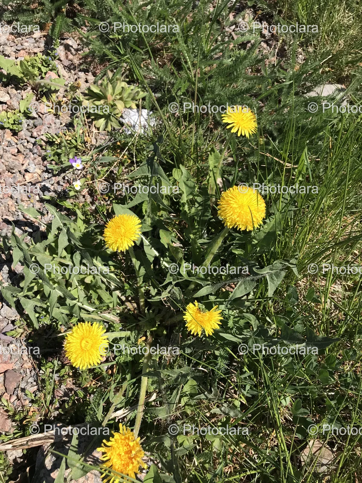 yellow-dandelions-in-grass.jpg