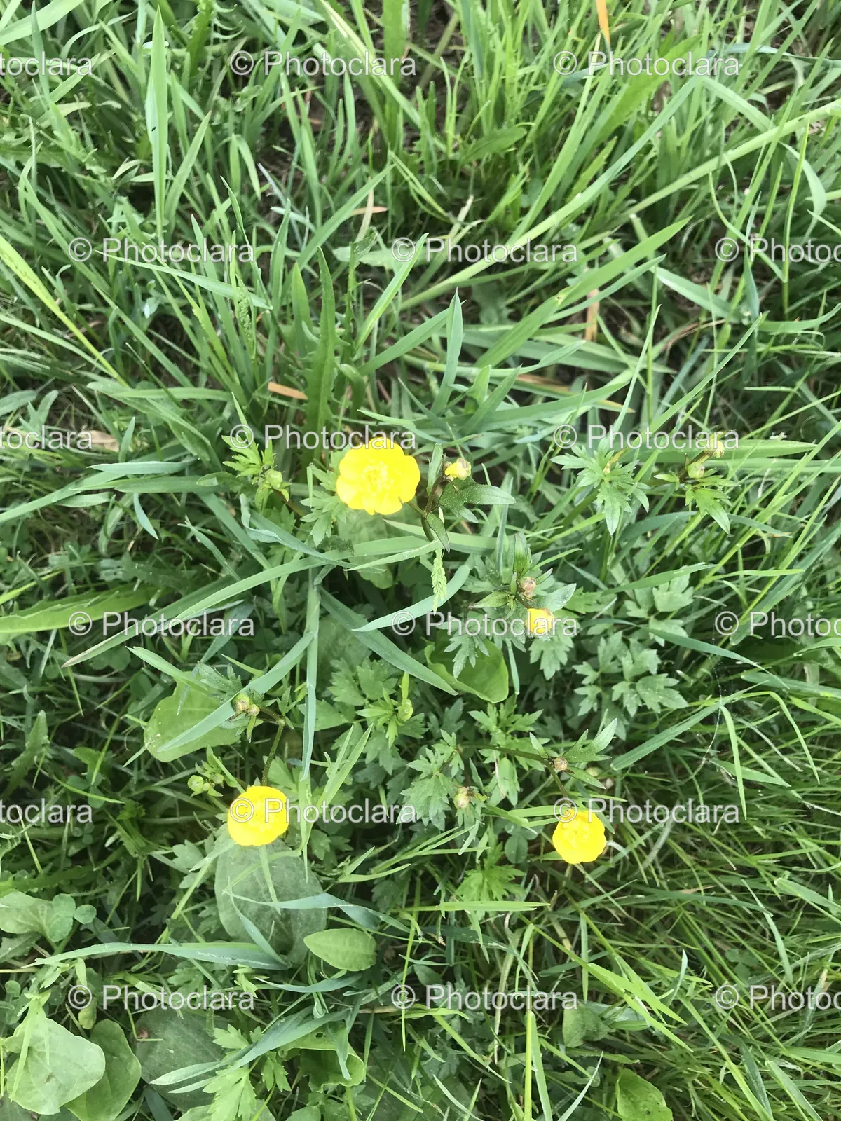 Yellow-Flowers-in-Grass.jpg