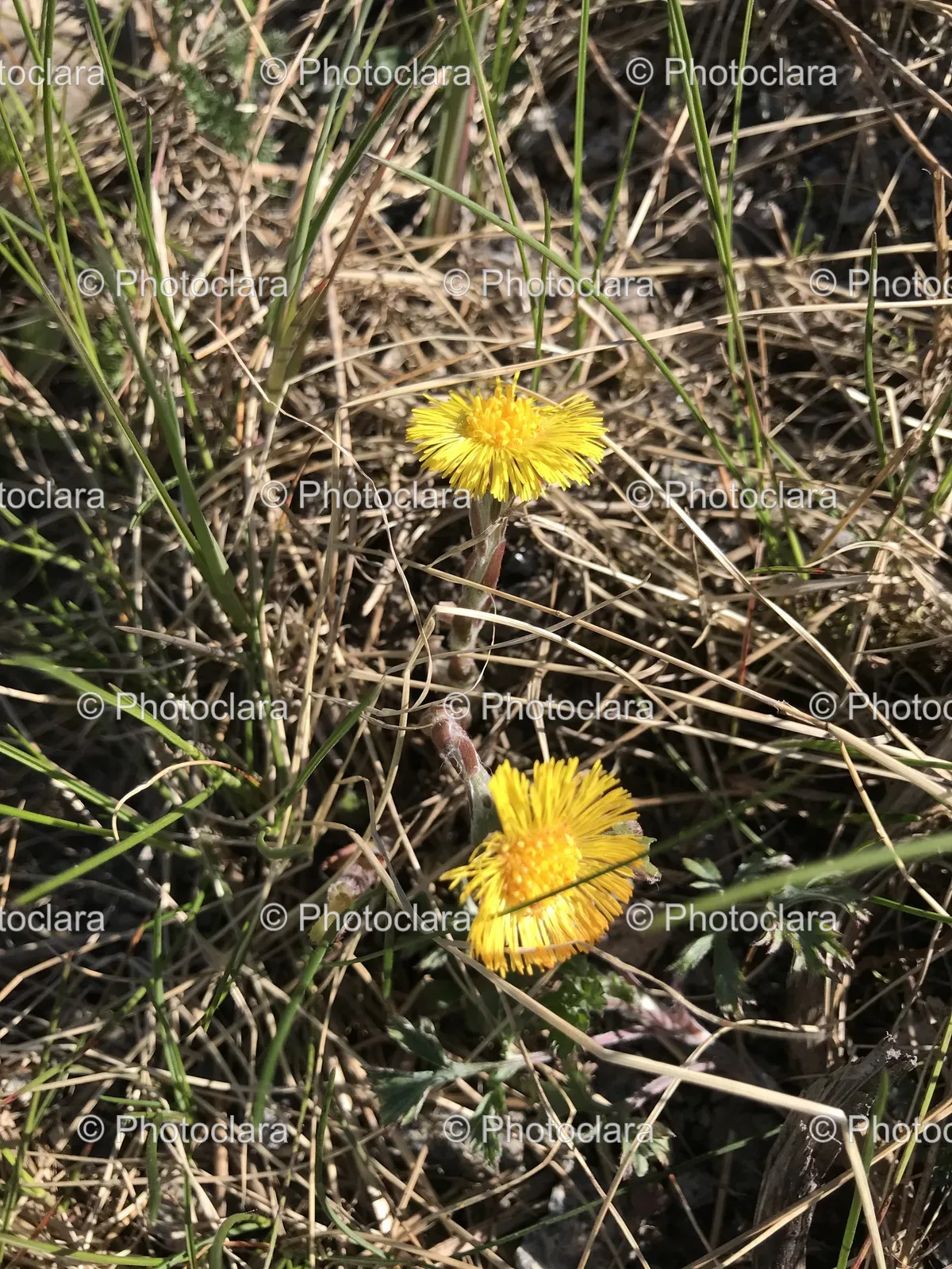 yellow-flowers-in-the-grass.jpg