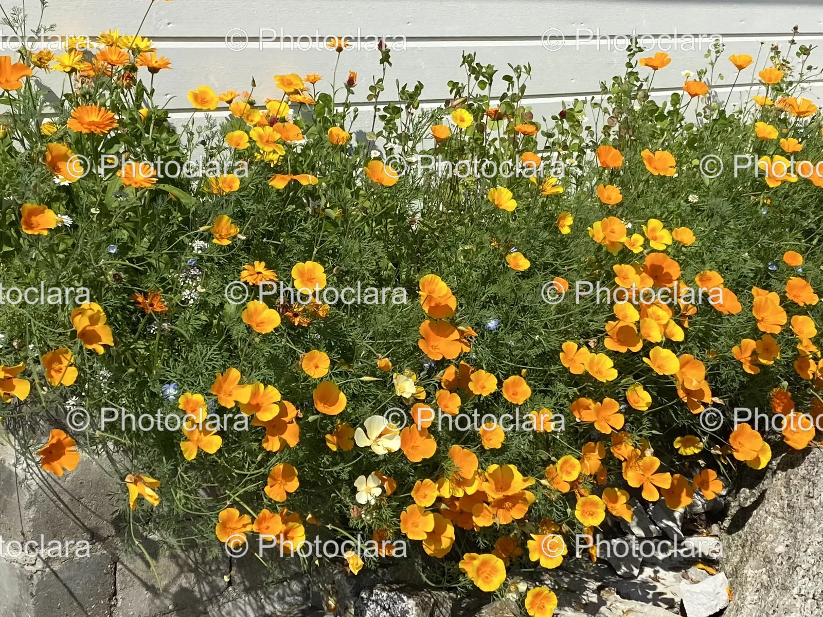 Yellow-Marigold-Flowers-in-Bloom.jpg