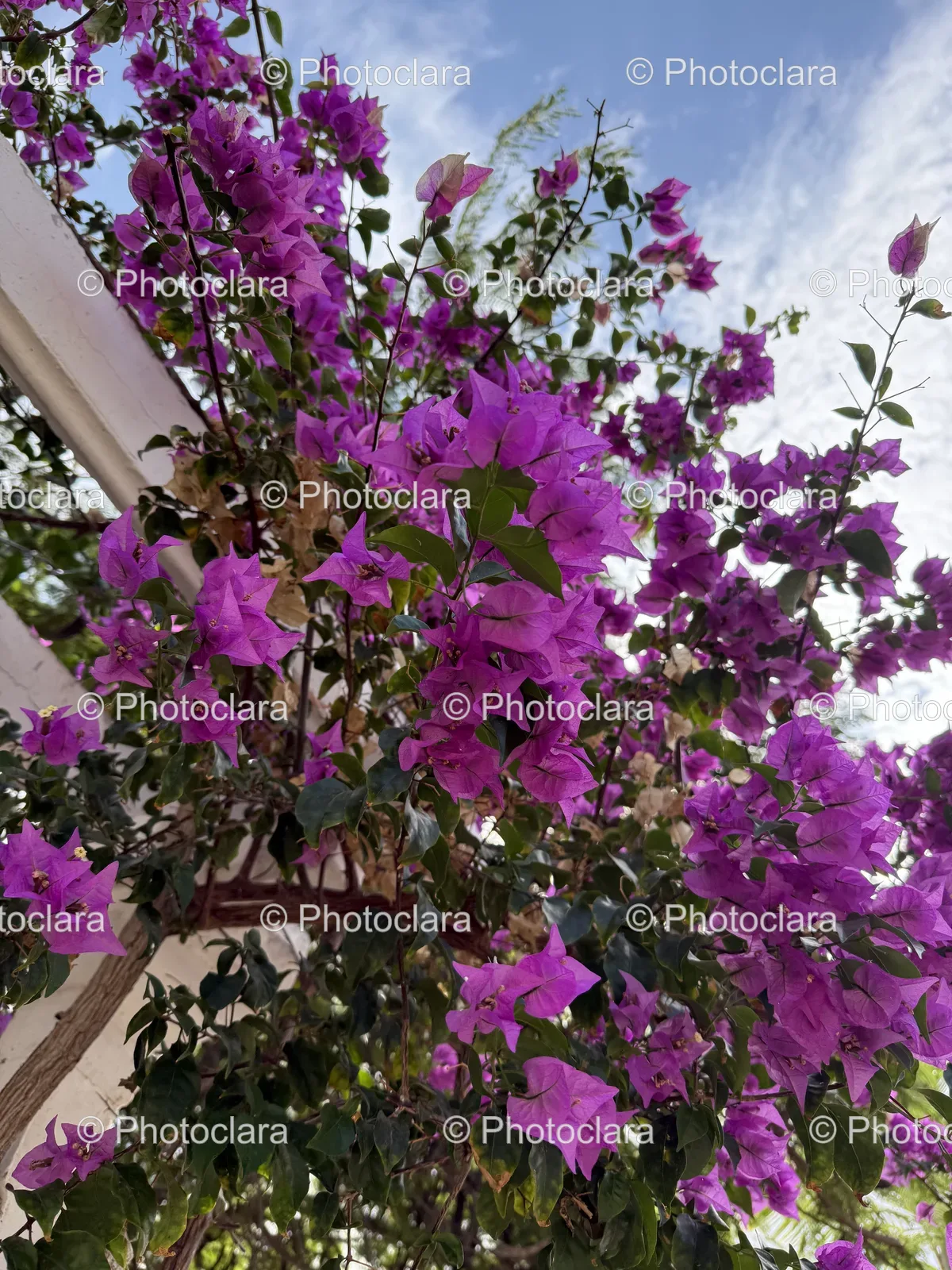 Purple-Blossoms-Adorning-a-Tree.jpg