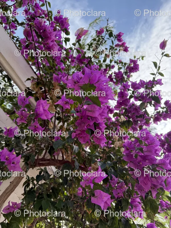 Flowering Trees