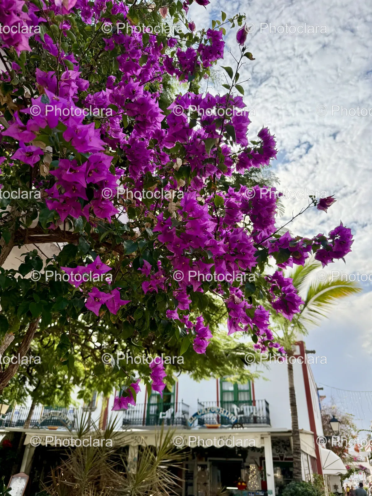 purple-blossoms-and-lush-scenery.jpg