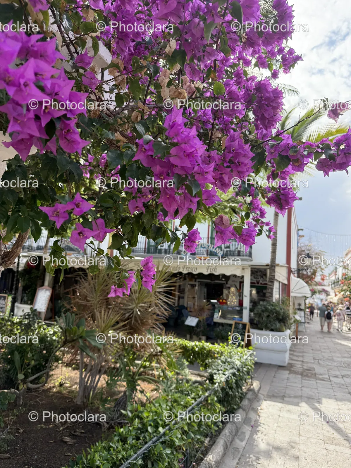 purple-blossoms-on-a-tree.jpg