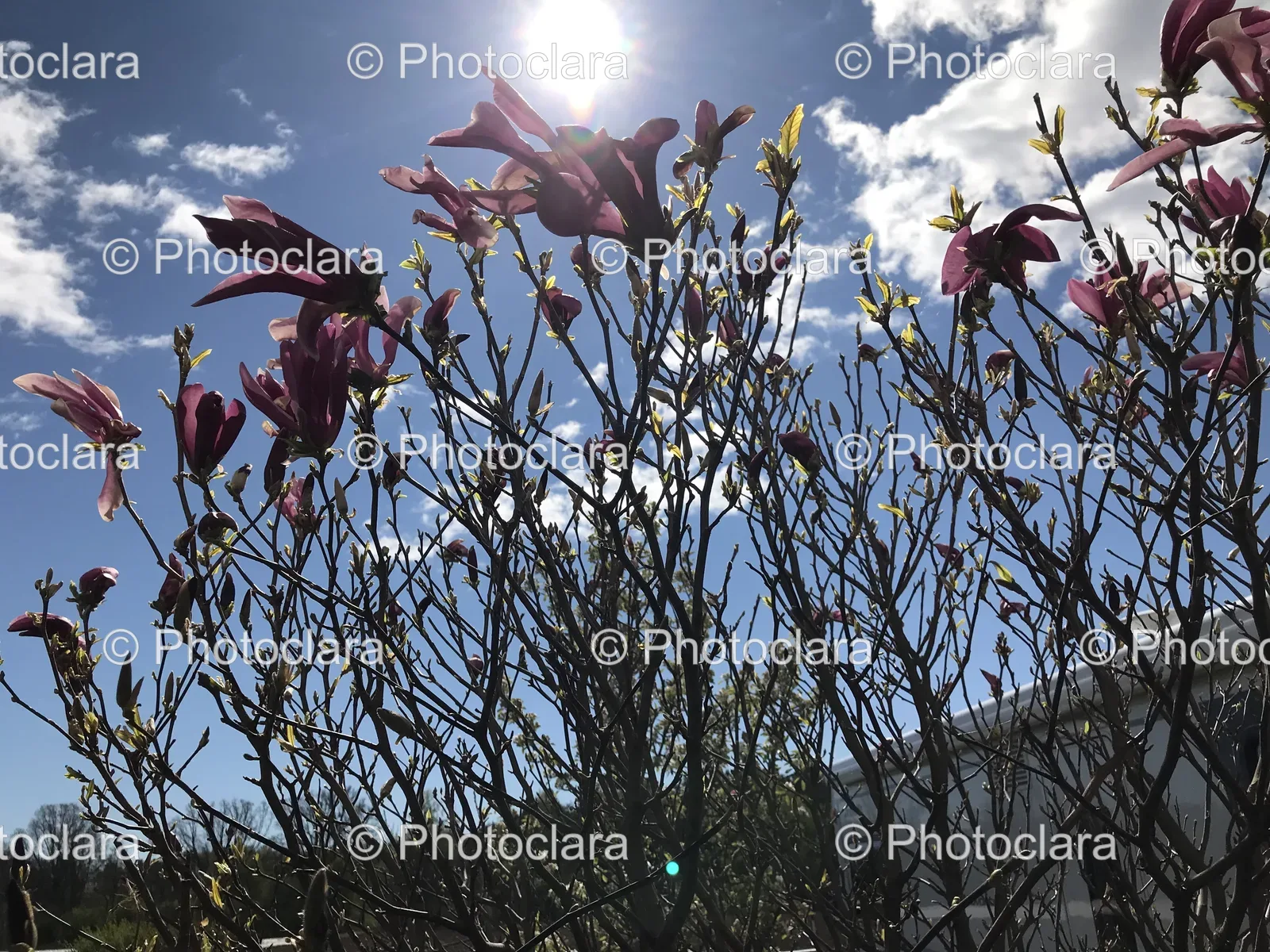 purple-flowering-tree.jpg