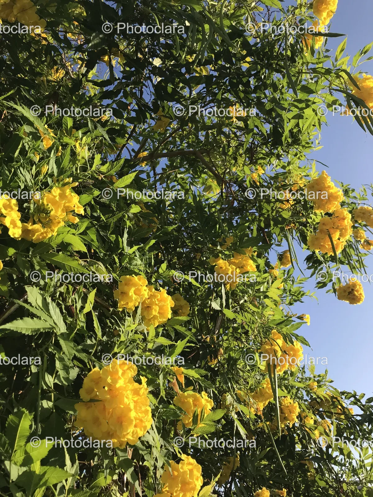 radiant-yellow-flowering-tree.jpg