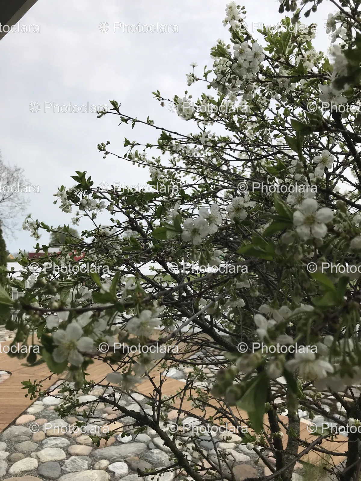 tree-with-white-flowers.jpg