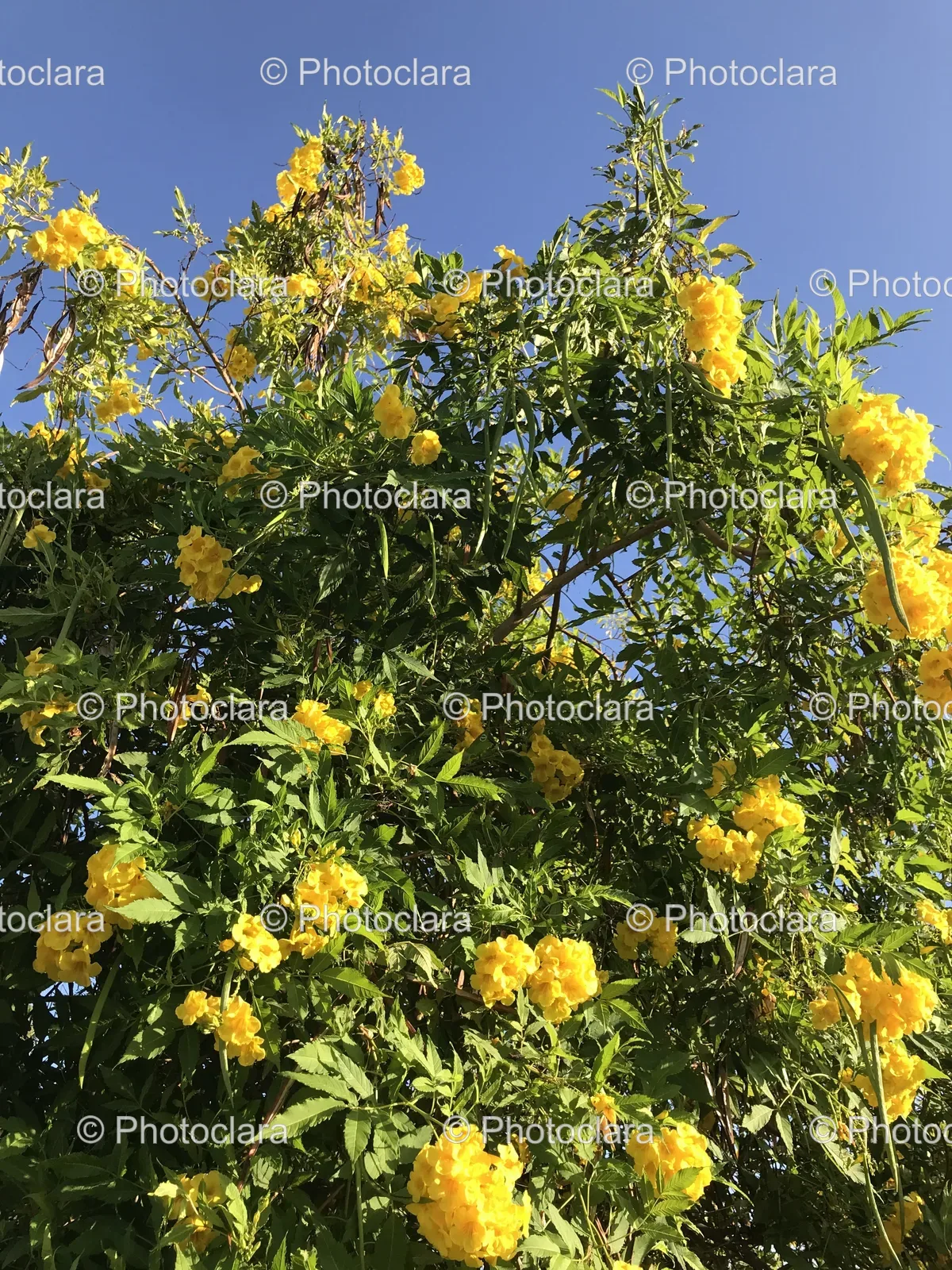 Tree-with-Yellow-Flowers.jpg