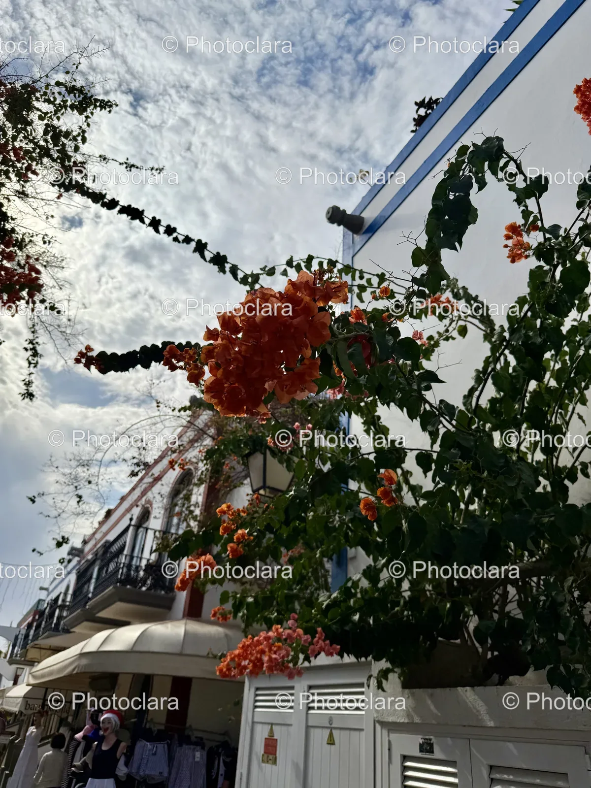 Vibrant-Orange-Blossoms-on-a-Tree.jpg