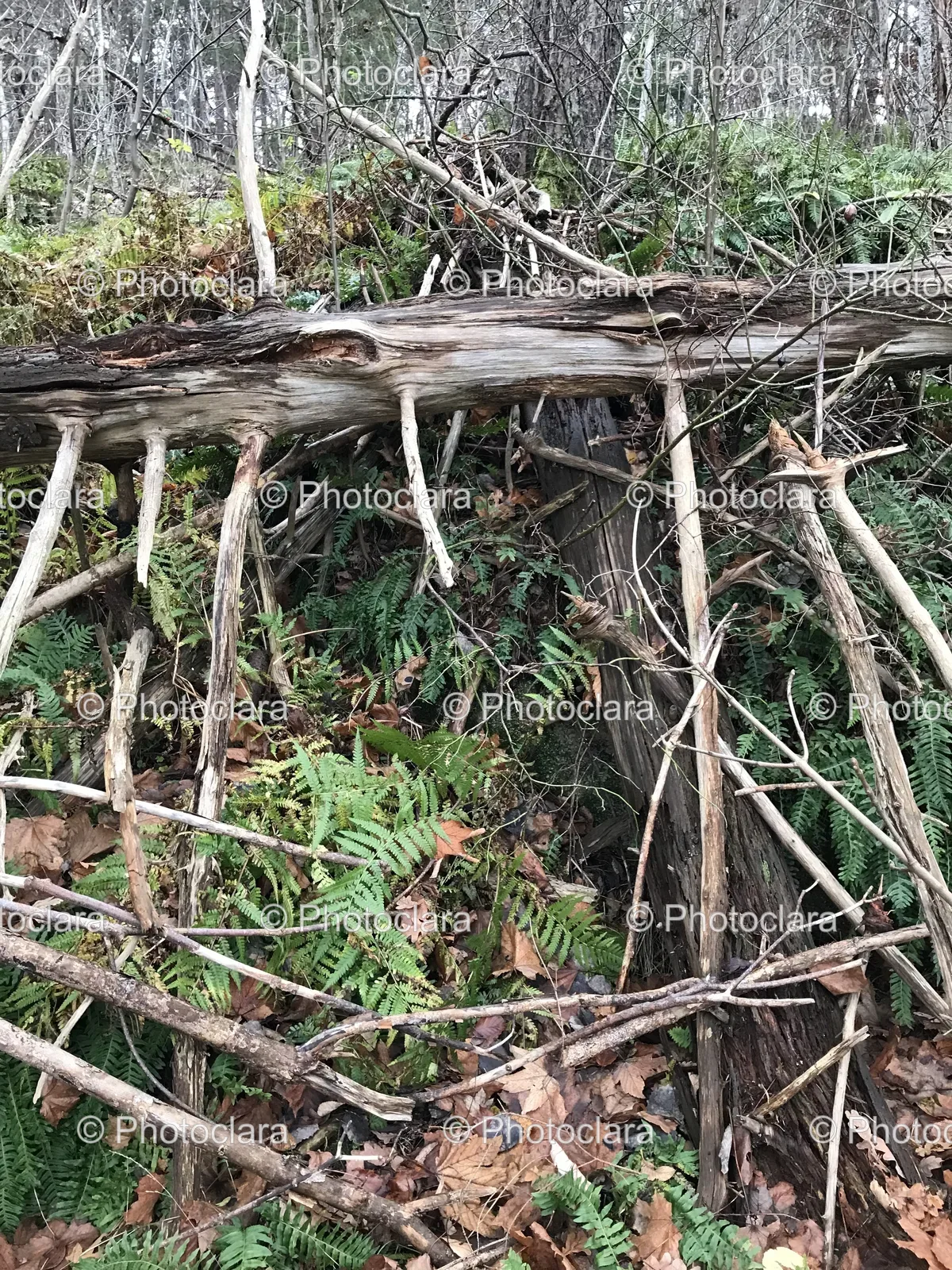 a-tree-branch-in-the-woods.jpg