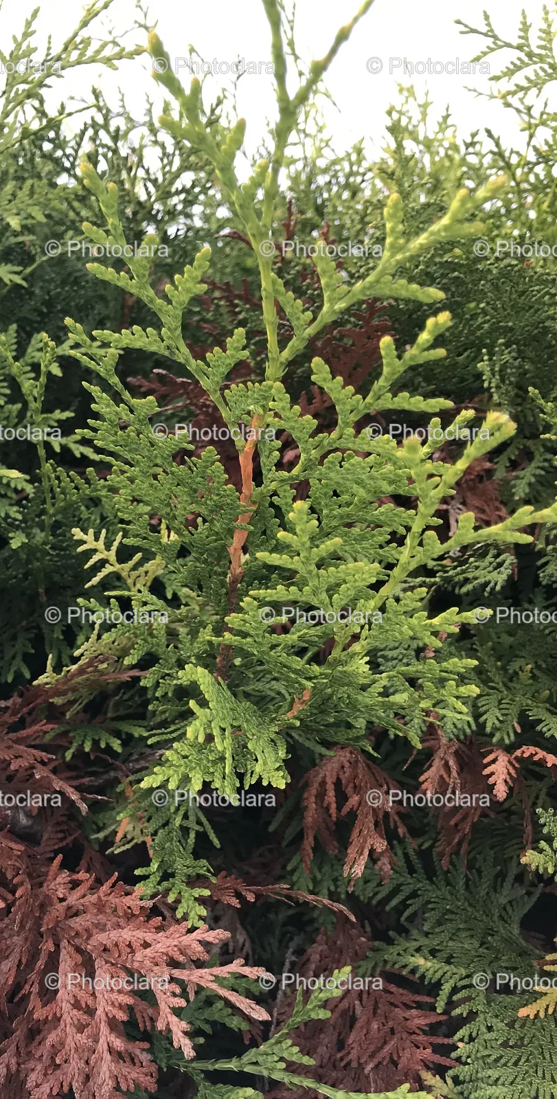 Close-Up-of-a-Green-Plant.jpg