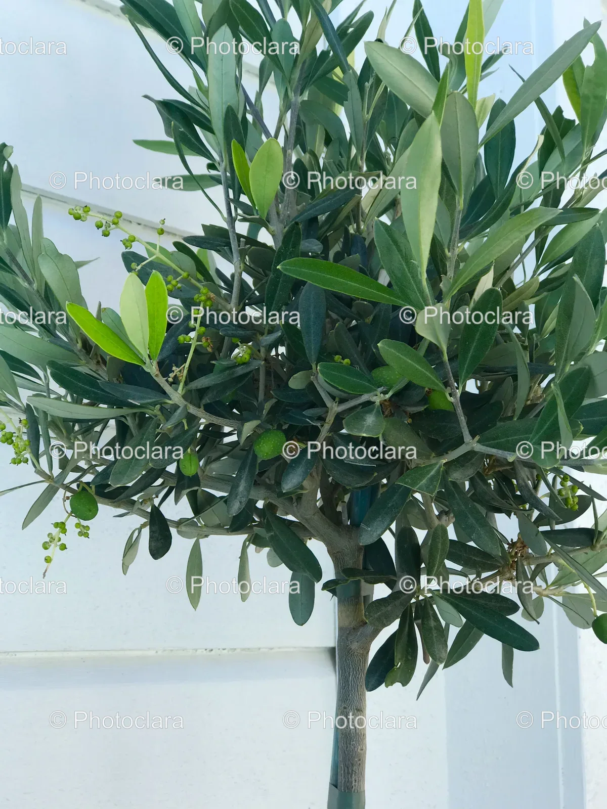 lush-green-tree.jpg