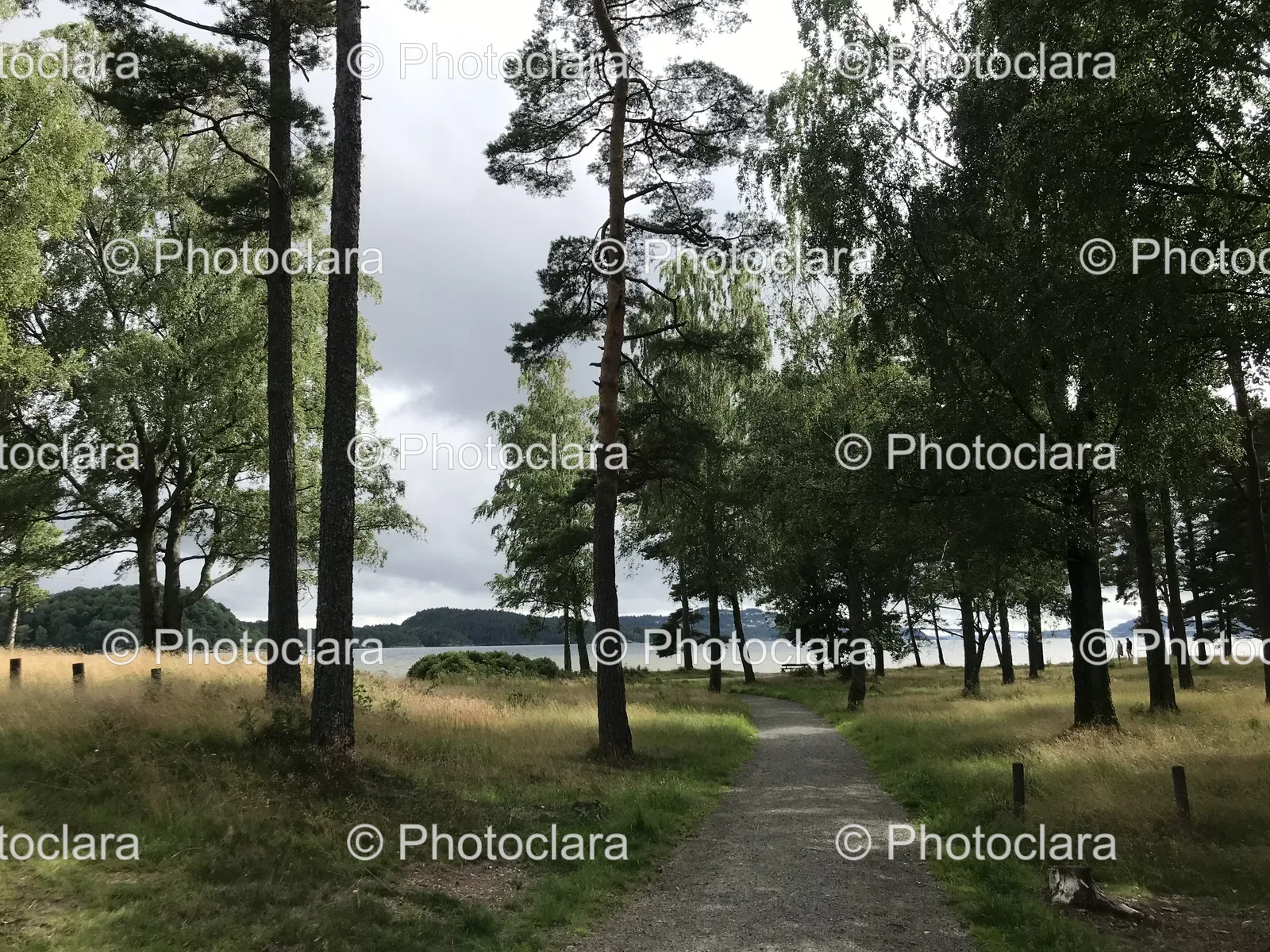path-through-the-forest.jpg