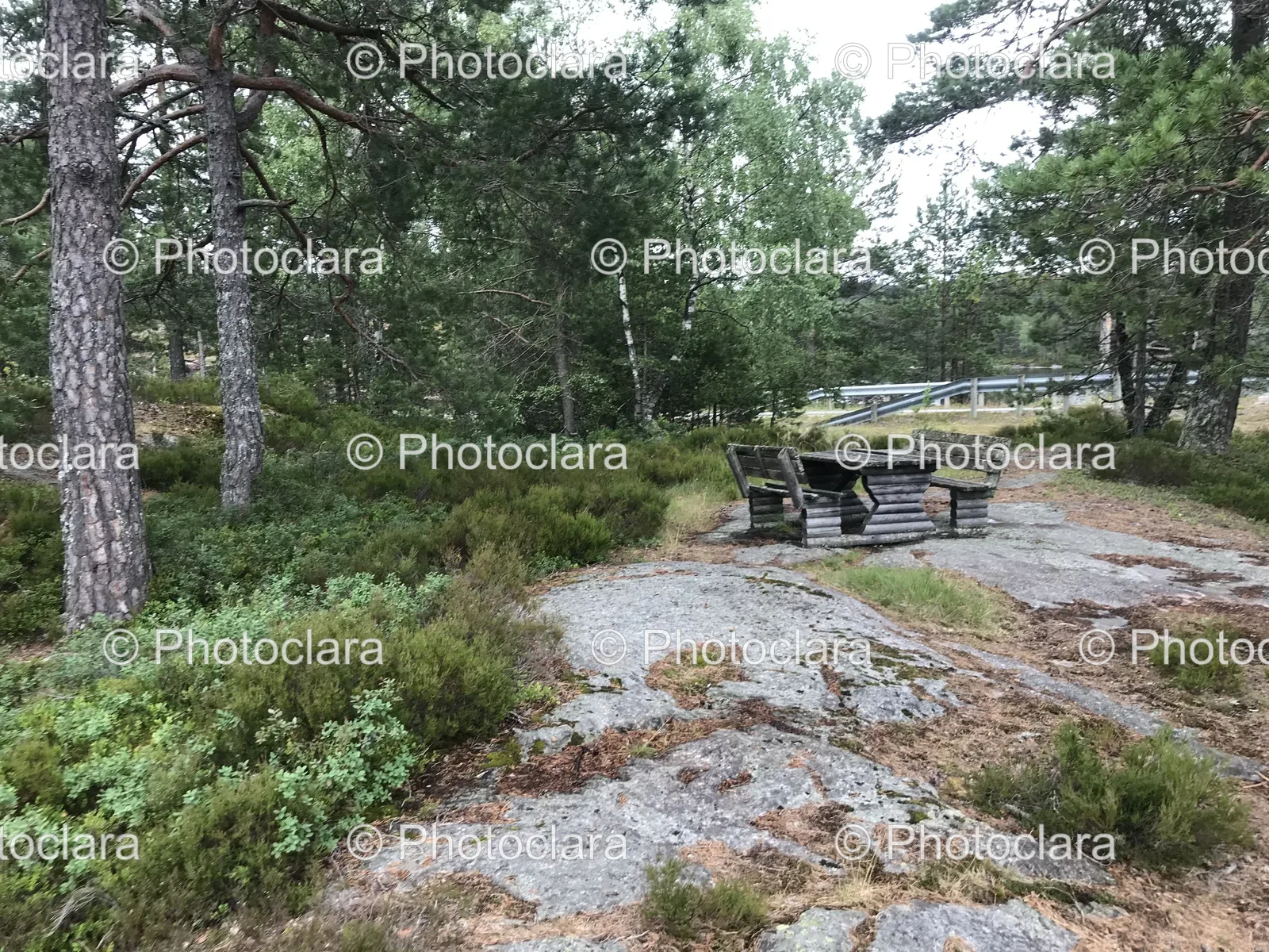 Picnic-Table-Dense-Forest.jpg
