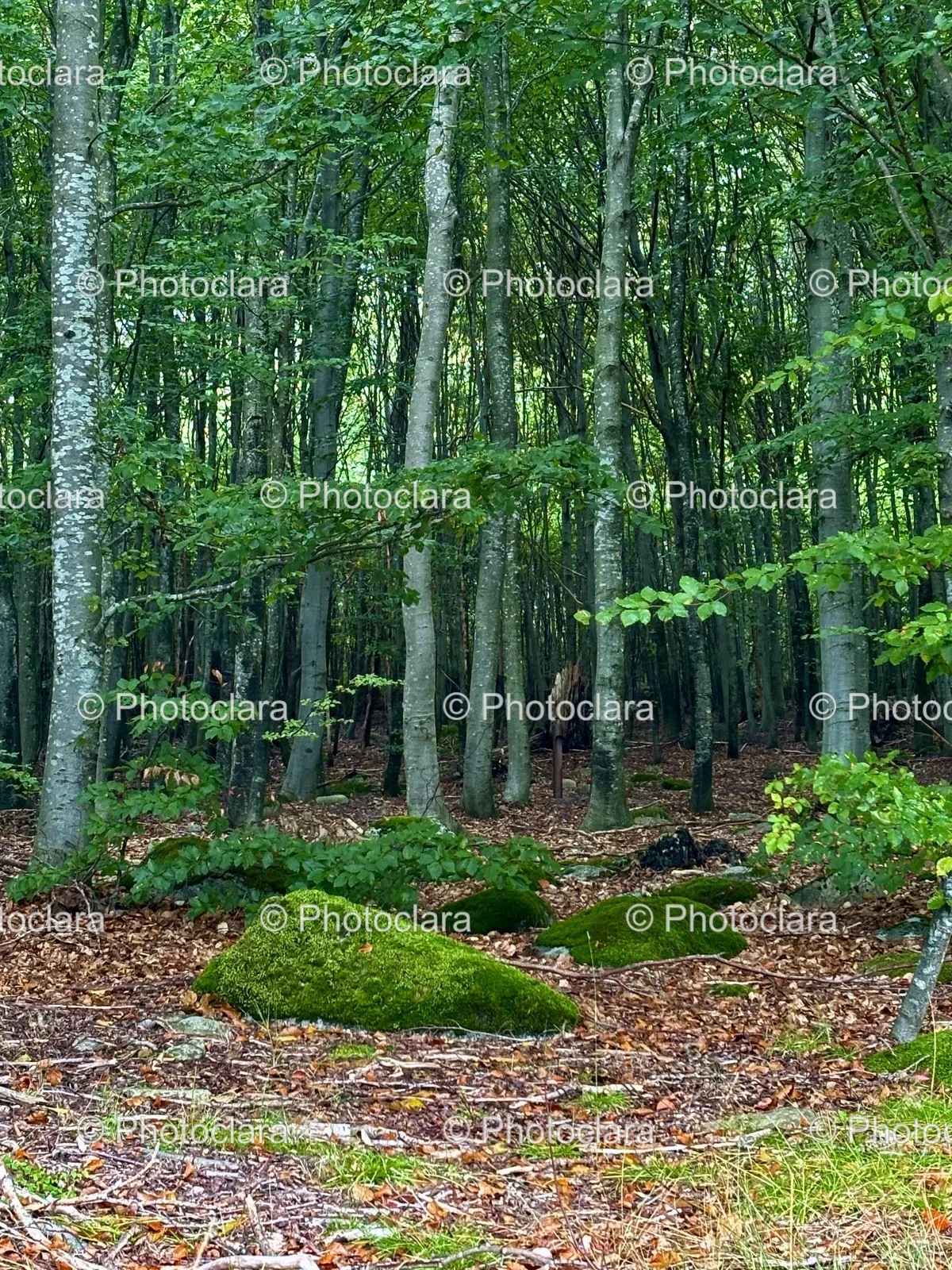 Serene-Forest-Grove.jpg