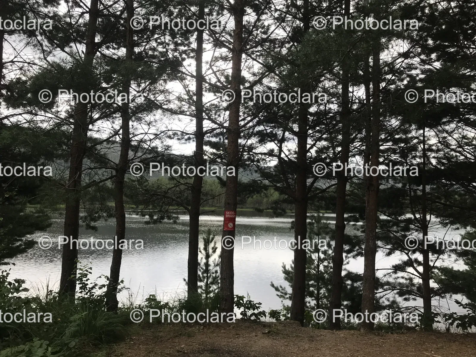 Tranquil-Trees-by-the-Water.jpg