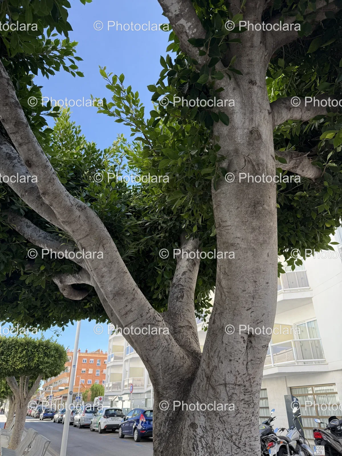 whimsical-tree-person-like-branches.jpg