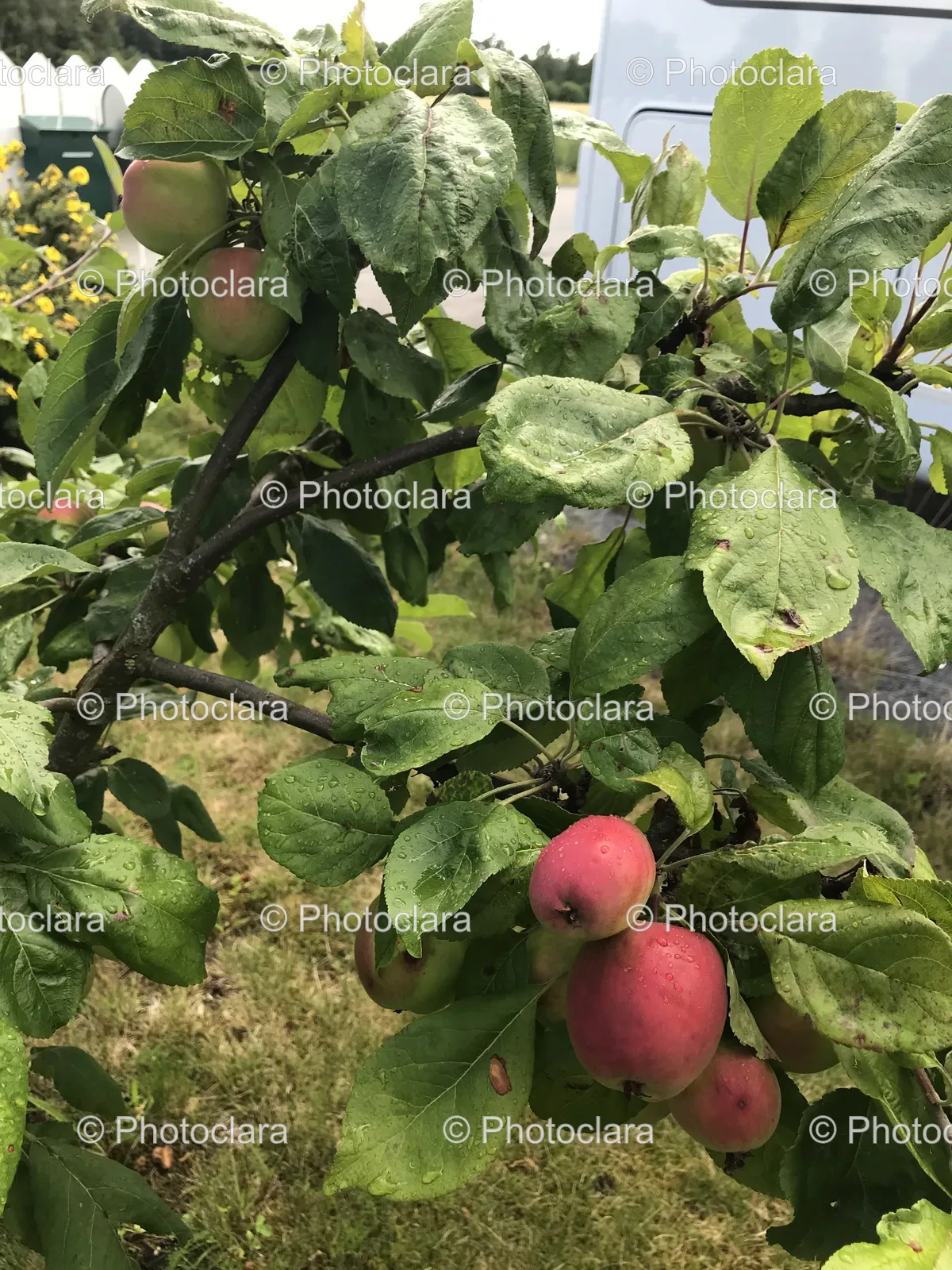 Apple-Tree-in-Outdoor-Setting.jpg