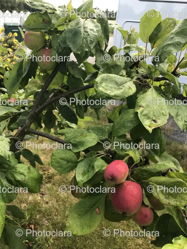 Fruit Trees