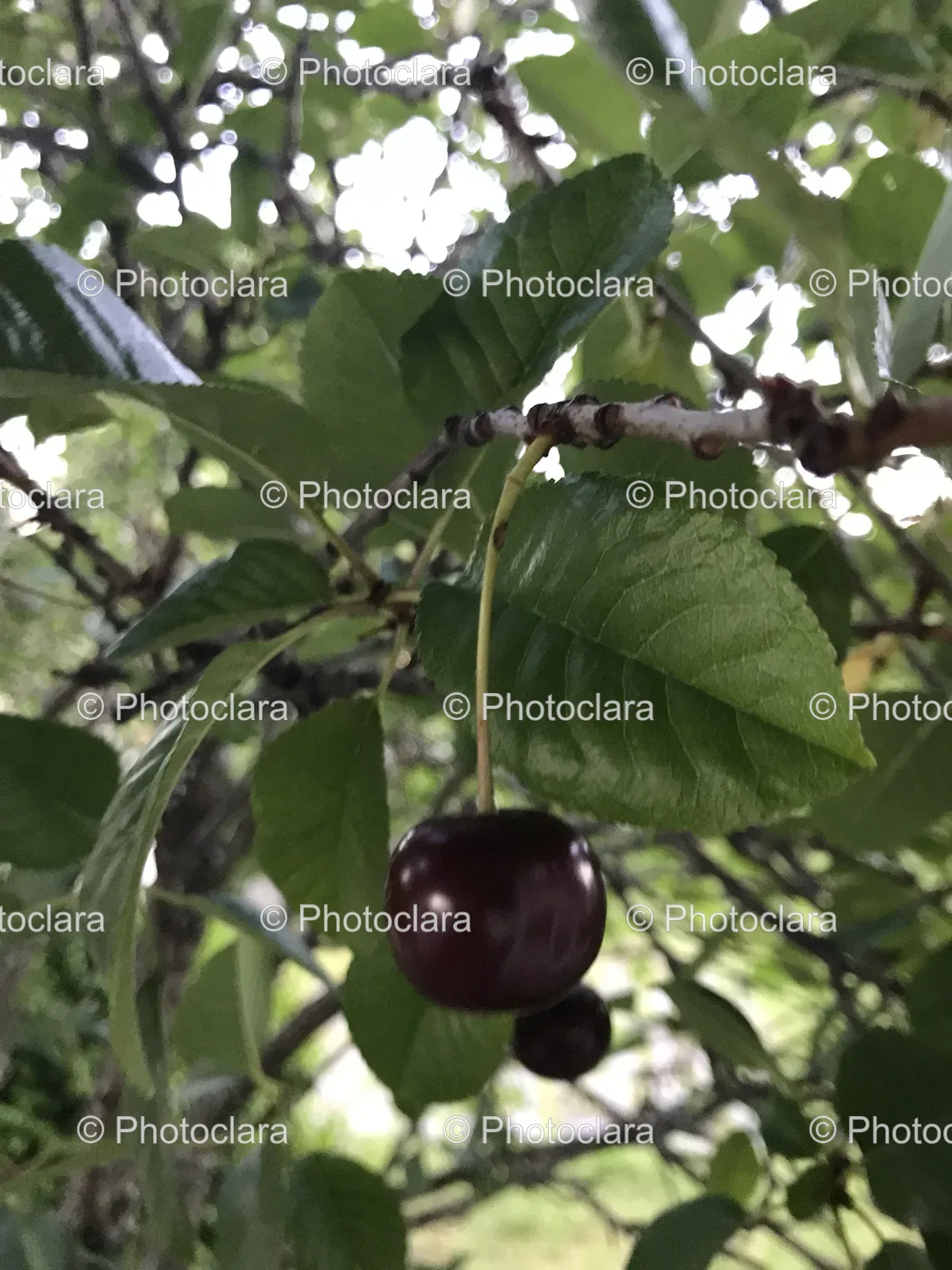 cherry-on-a-tree-branch.jpg