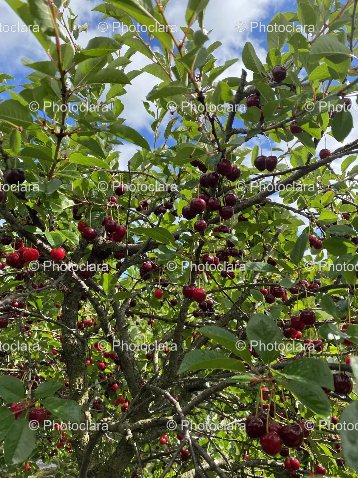 Cherry-Tree-with-Berries.jpg