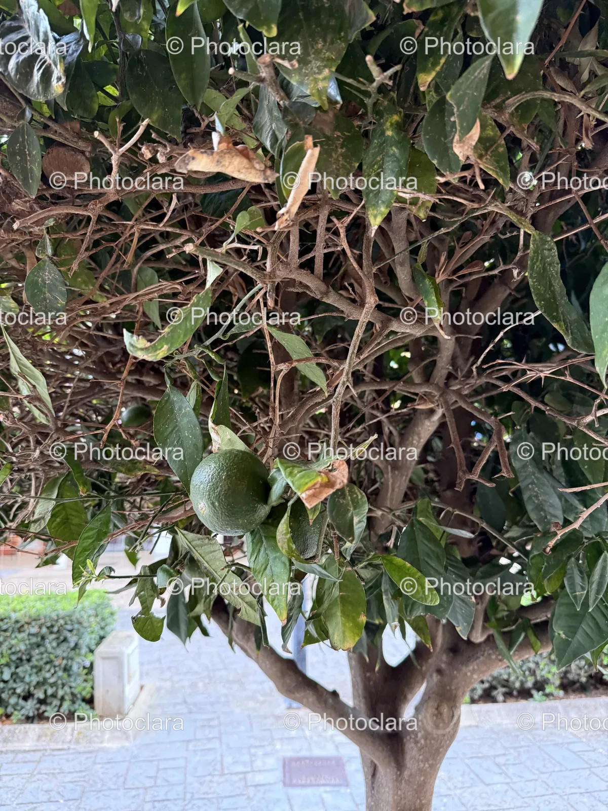 Fruit-Bearing-Tree-with-Lush-Foliage.jpg