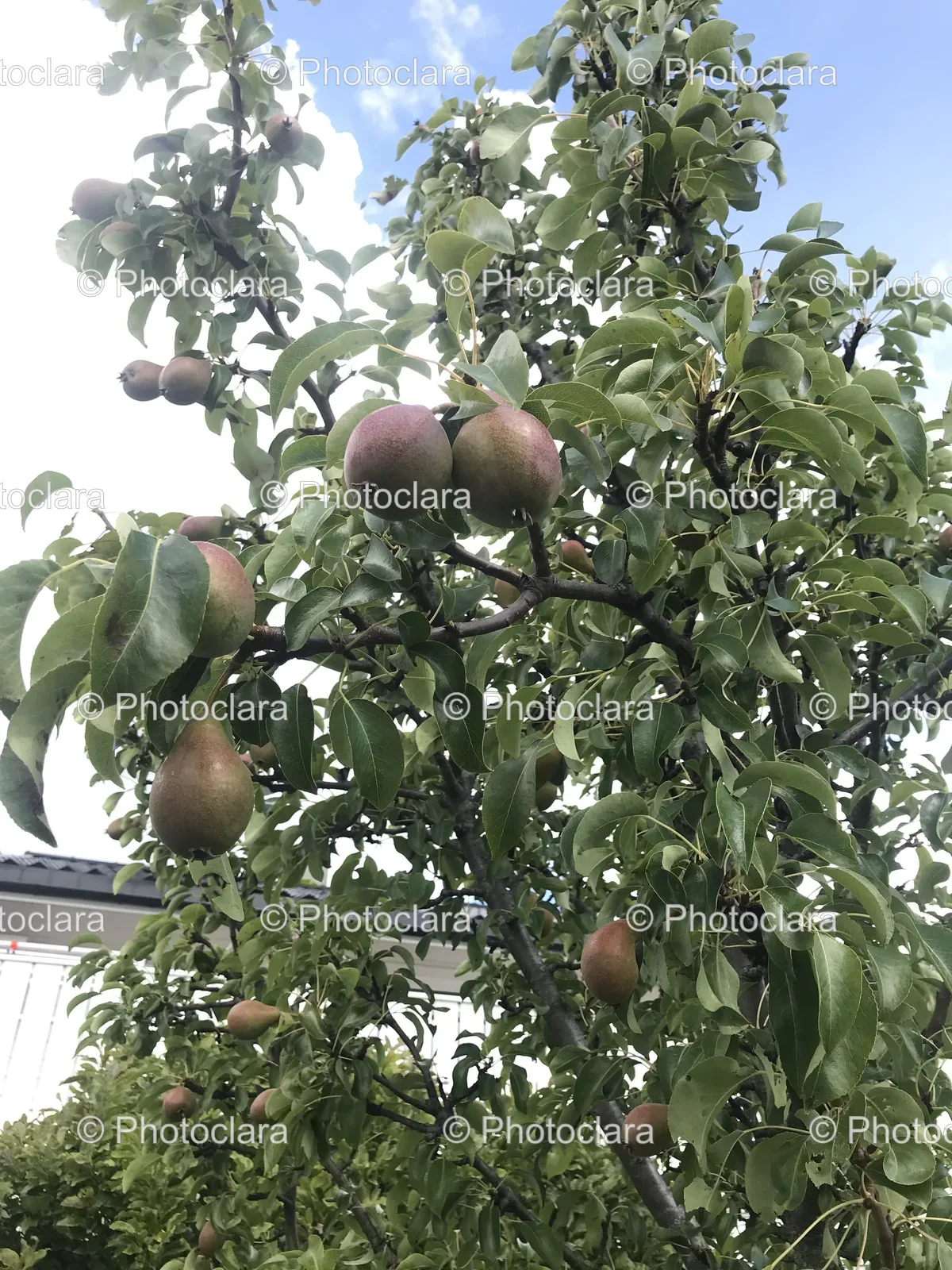 Fruit-Tree-in-Blossoming-Nature.jpg