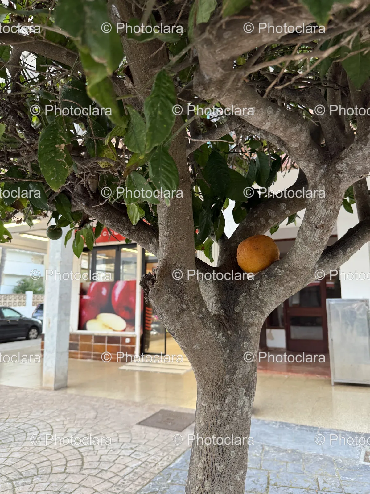 Fruit-Tree-in-Urban-Environment.jpg