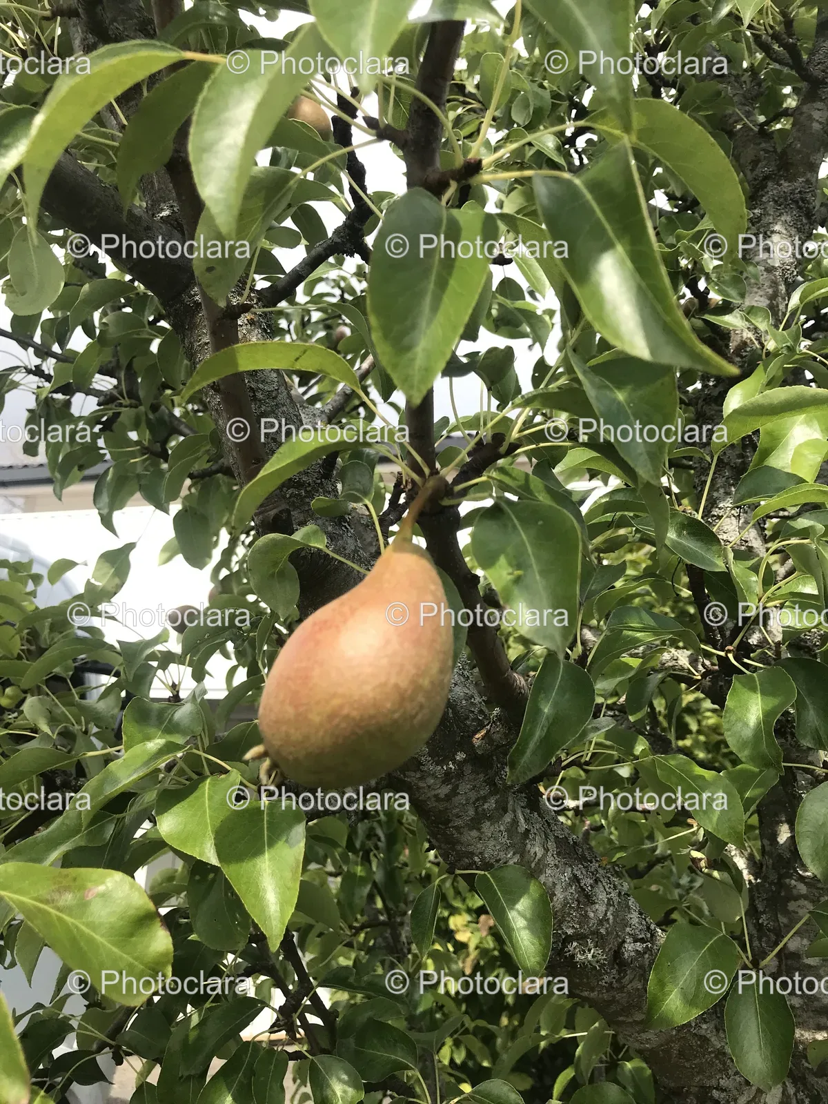 Pear-on-a-Tree.jpg