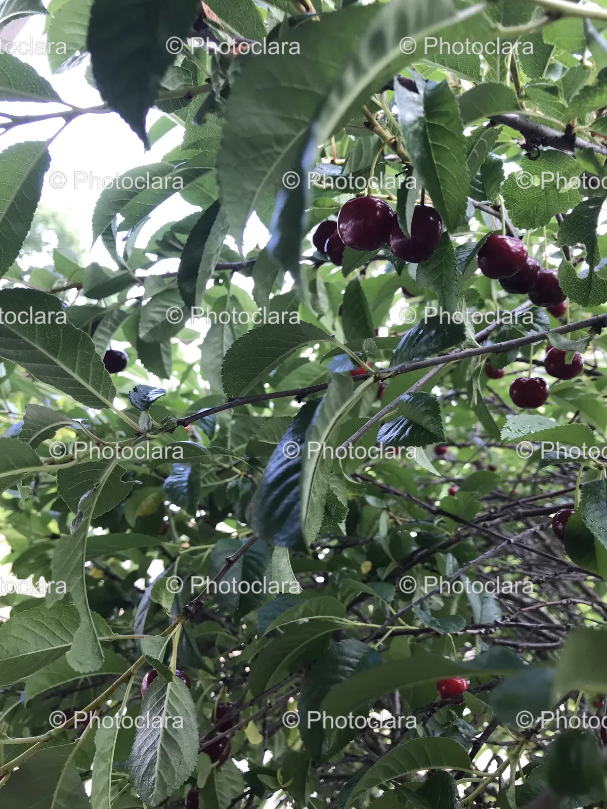 Tree-With-Berries-And-Leaves.jpg