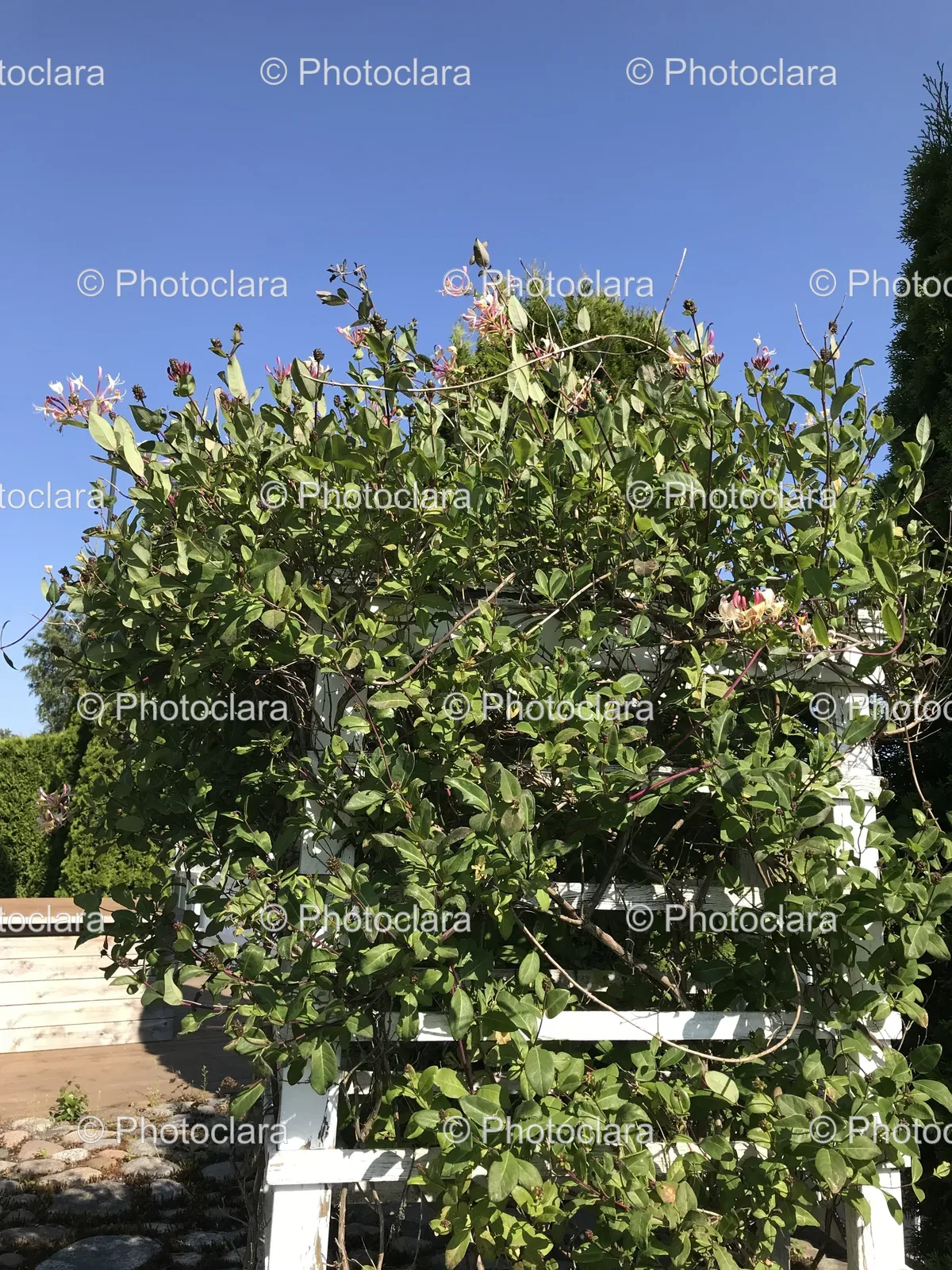 Green-Bush-with-Pink-Flowers.jpg