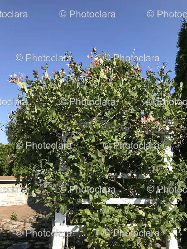 Gardens and Bushes