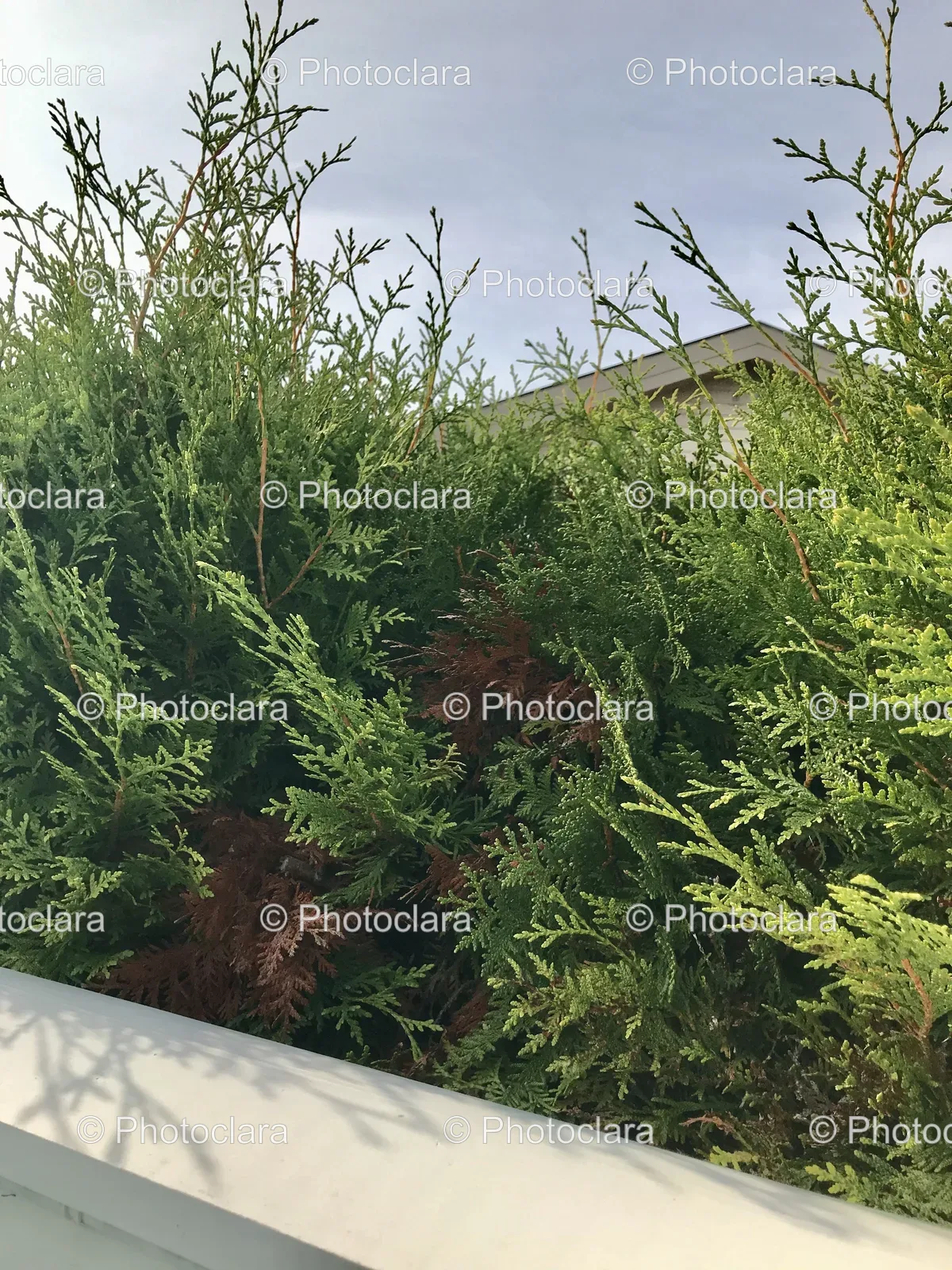 lush-green-bushes-under-bright-sky.jpg