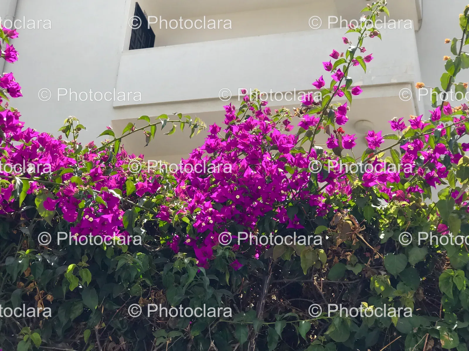 purple-flowers-on-bush.jpg