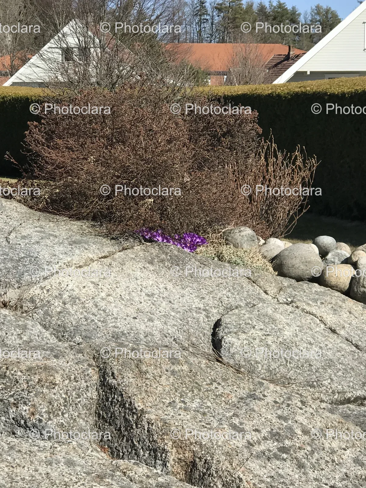 scenic-rocks-and-bushes.jpg