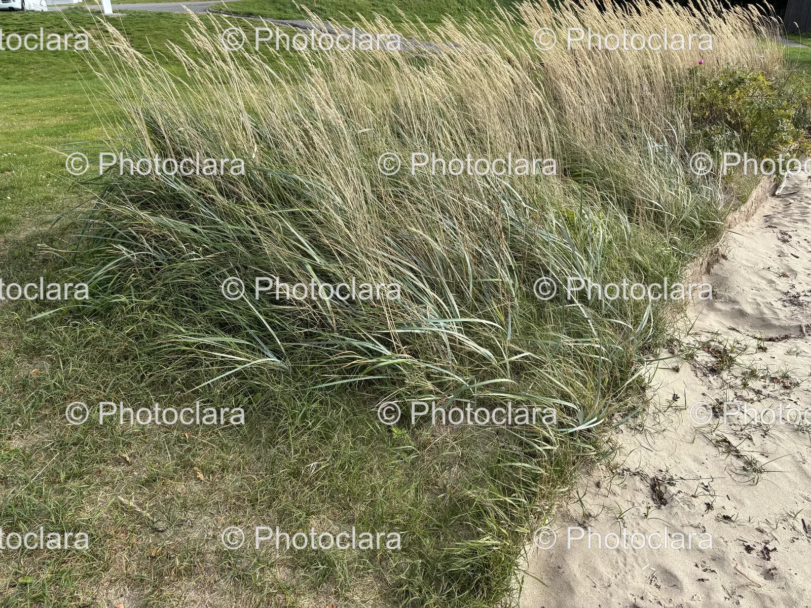expansive-grassland.jpg